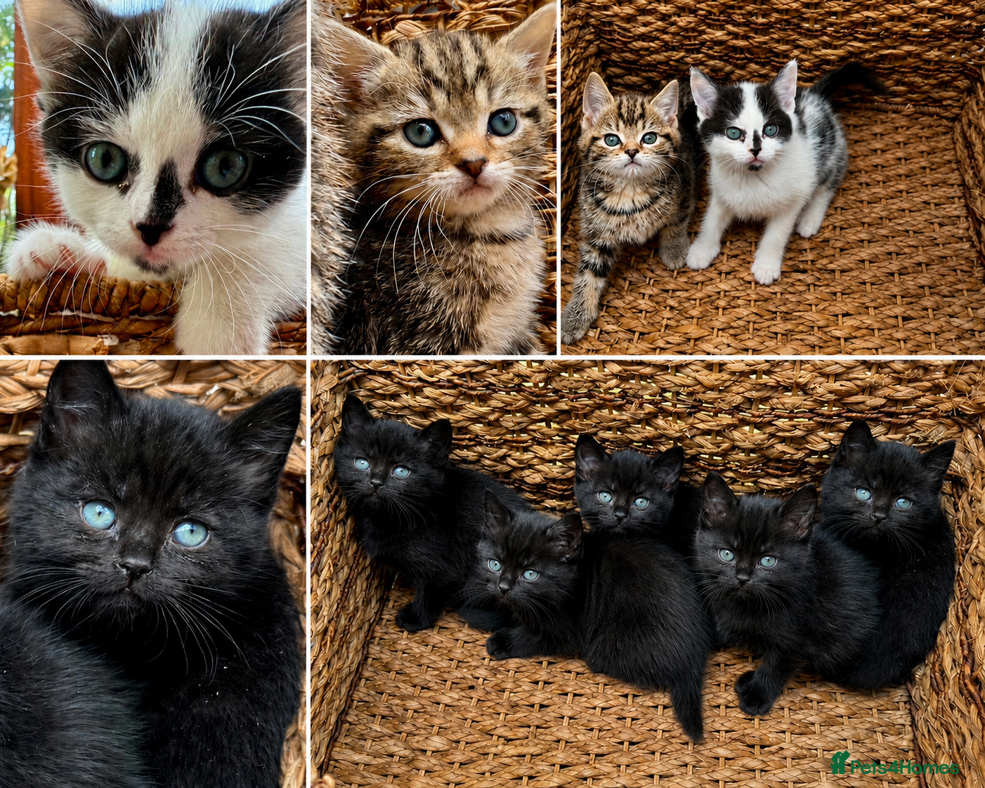 British Shorthair cats British Shorthair kittens - Advert 19