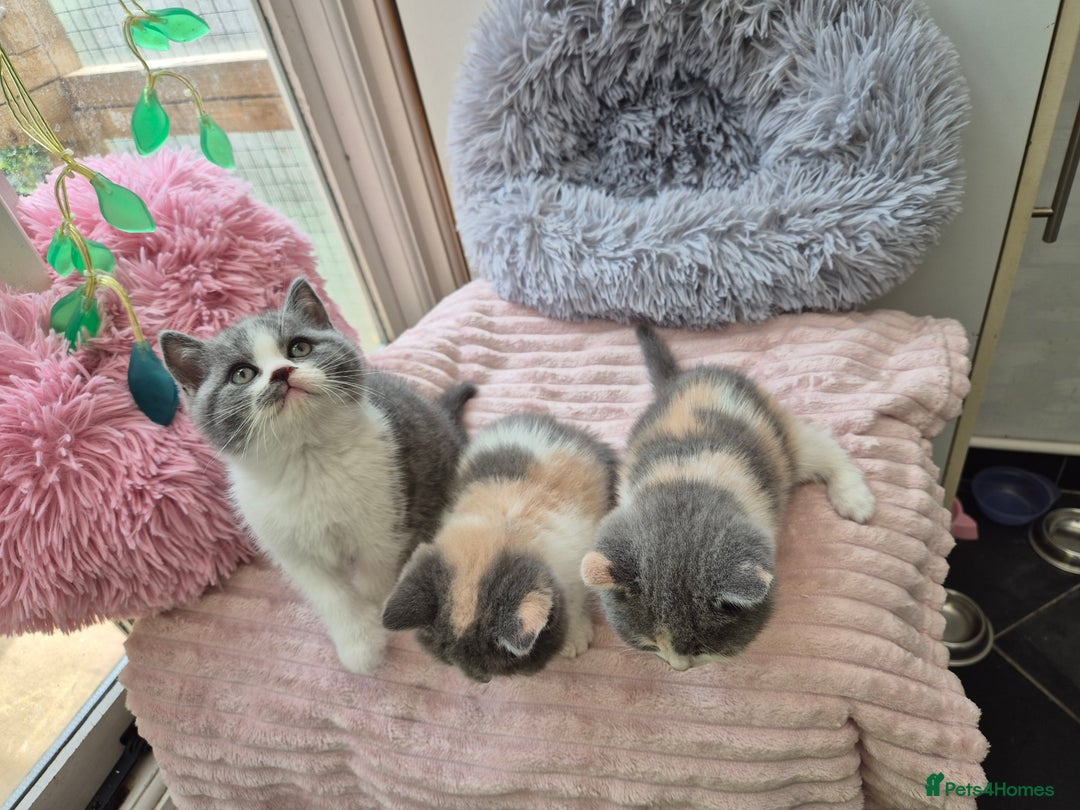 British Shorthair cats for sale: GCCF reg with champions in pedigree - Image 4