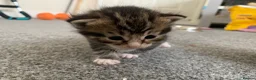 Mixed Breed cats for sale: Garfield  in Hull - Advert 21