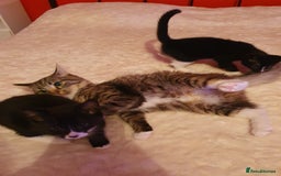 Mixed Breed cats for sale: Kittens  - Image 5