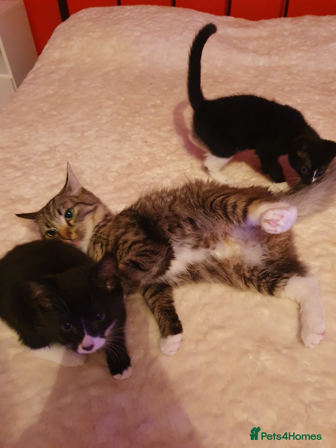 Mixed Breed cats for sale: Kittens  - Image 5