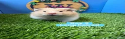 Hamster rodents for sale: Syrian Hamster Baby Boy Male Pedigree - Advert 1