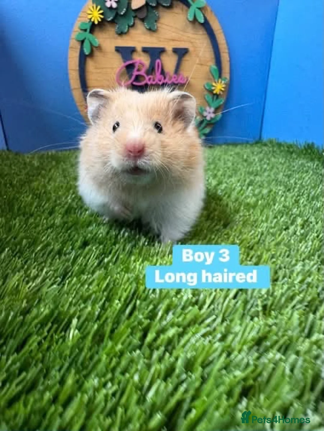 Hamster rodents for sale: Syrian Hamster Baby Boy Male Pedigree - Advert 1