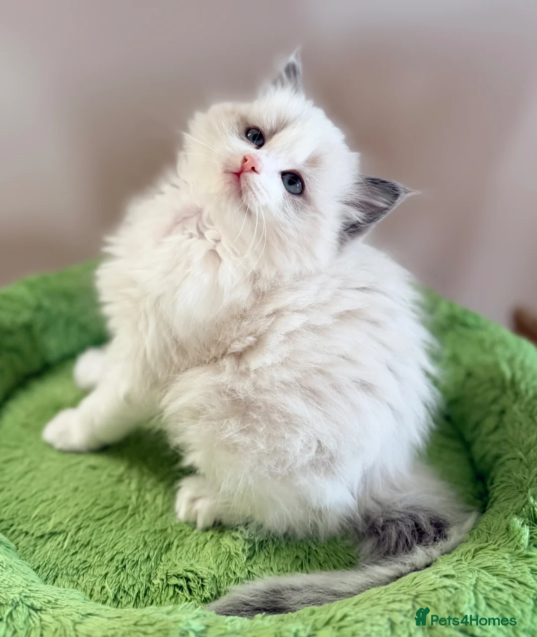 Ragdoll cats for sale: Stunning champion line Ragdoll kittens - Advert 10