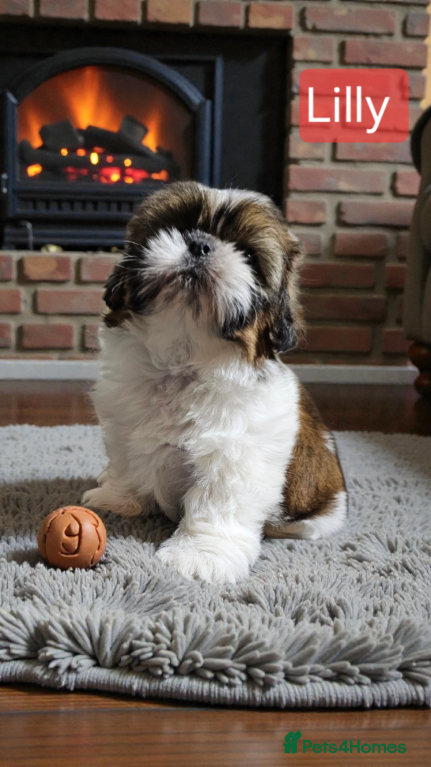 Shih Tzu dogs 💞 QUALITY STANDARD SHIH TZU 💞 - Advert 3