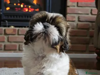 Shih Tzu dogs 💞 QUALITY STANDARD SHIH TZU 💞 - Advert 3