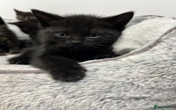 Ragdoll cats for sale: URGENT Ragdoll kittens x4 ready this week - Image 6