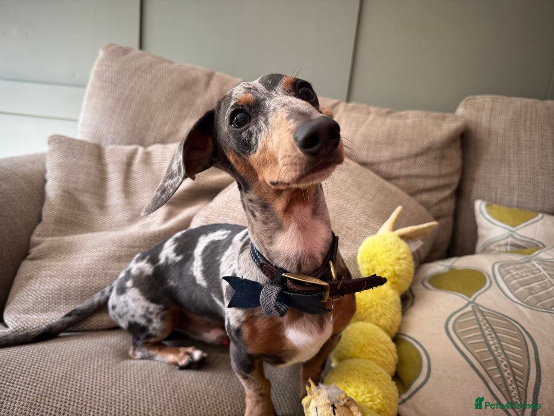 Miniature Dachshund dogs for sale: Male Miniature Dachshund 9 months old  - Image 6