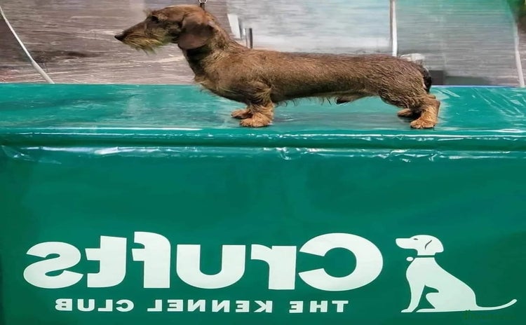 Miniature Dachshund dogs - Advert 9