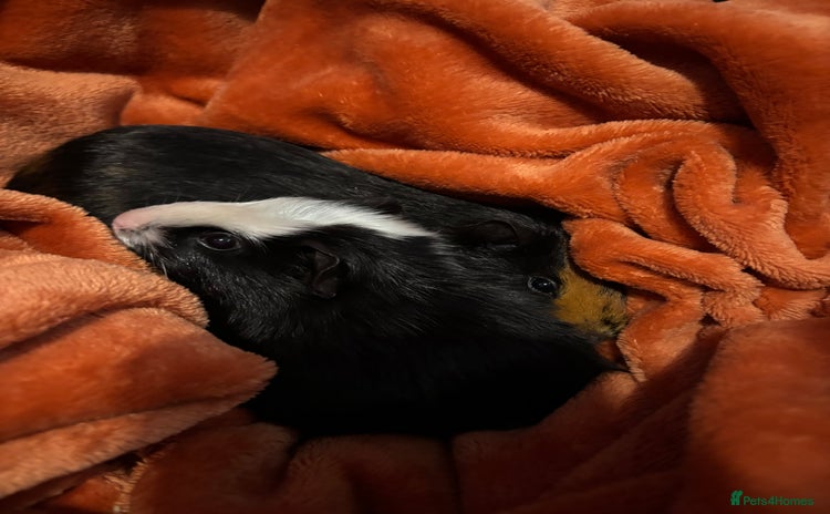 Guinea Pig rodents - Advert 2