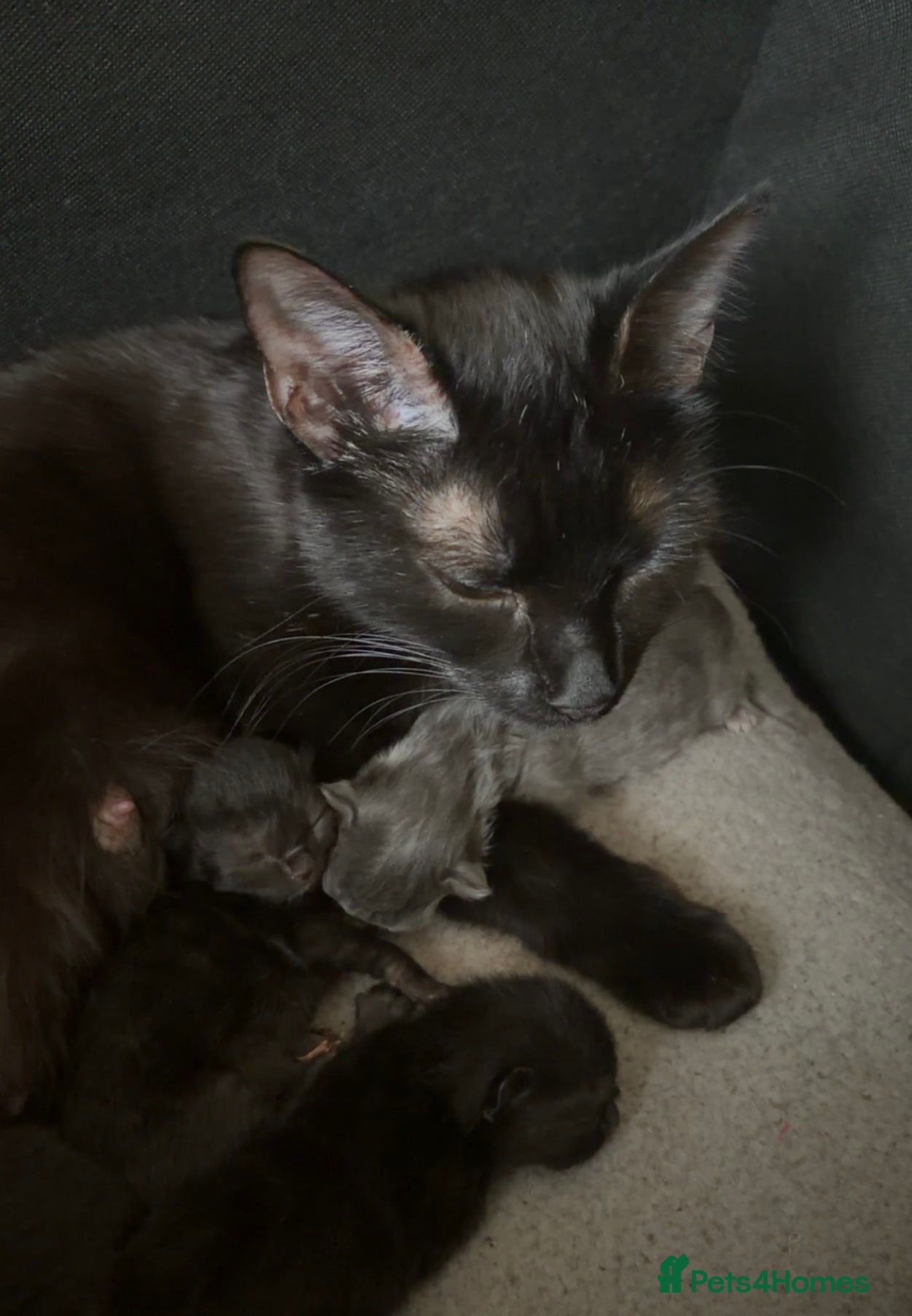 Scottish Fold cats for sale: Half Scottish fold kittens  in Bilston - Advert 30