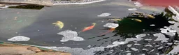 Other/Mixed Breed fish for sale:  8 Healthy Mature Pond Fish Job Lot  in Caerphilly - Advert 7