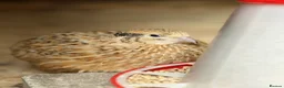 Quail poultry for sale: 14 Coturnix Quail for sale - Advert 5