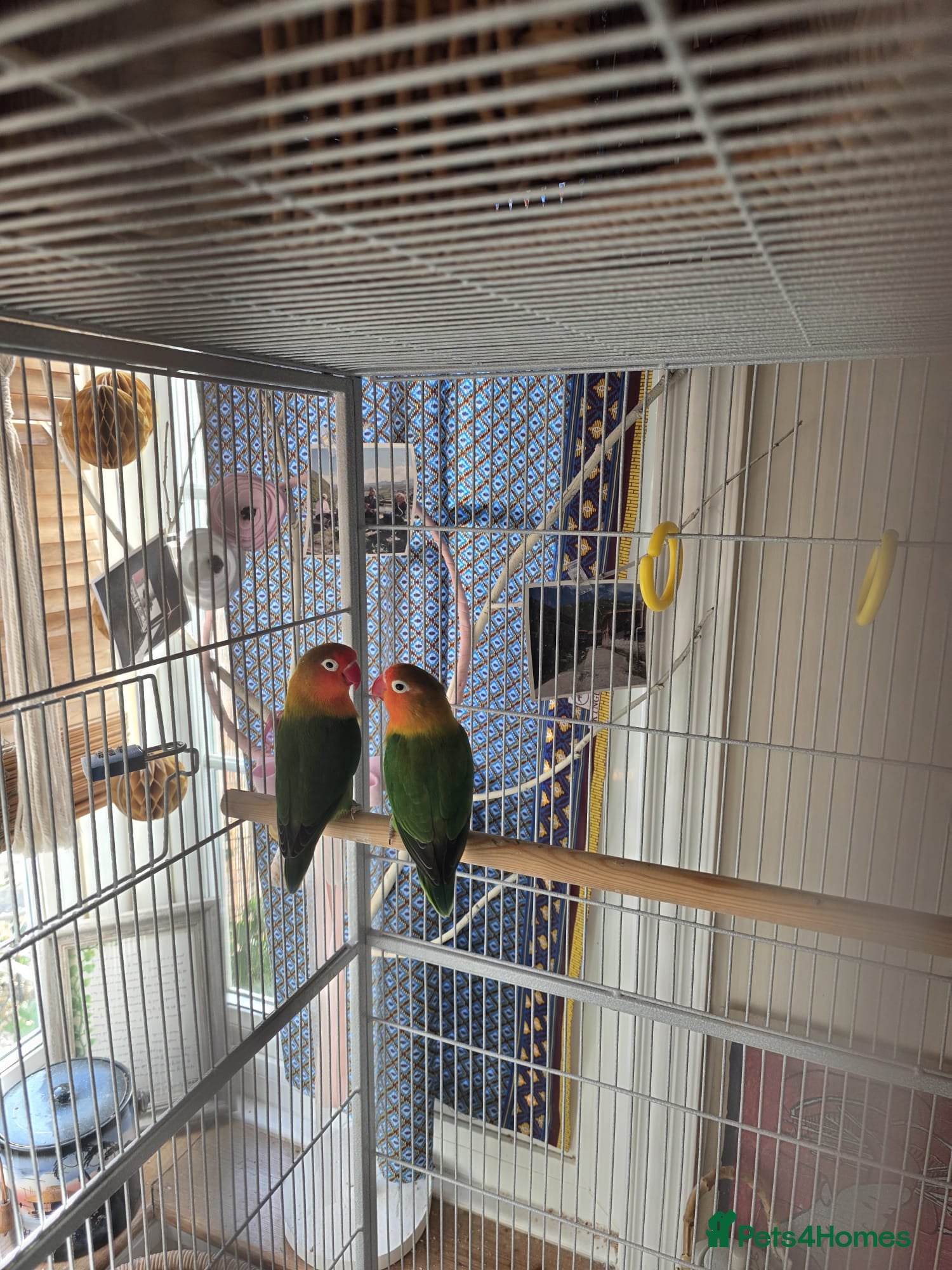 Lovebirds birds Love birds  - Advert 1