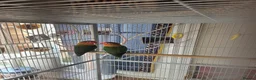 Lovebirds birds for sale: Peach face love birds  - Advert 3