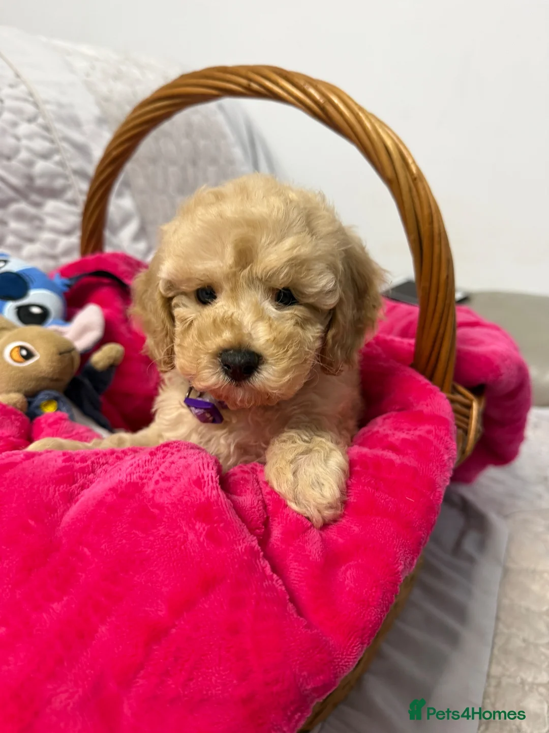 Cavapoo dogs for sale: Cavapoo F1b Puppies with Health Tested Parents - Advert 1