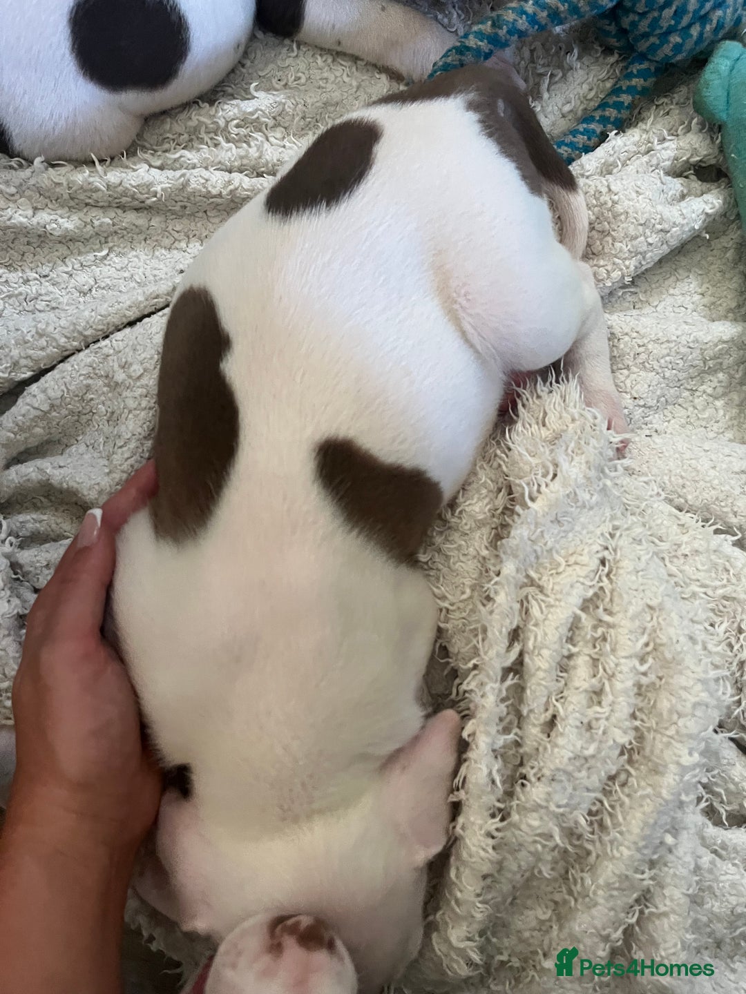 Mixed Breed dogs for sale: American bull dogs cross staffy - Image 9
