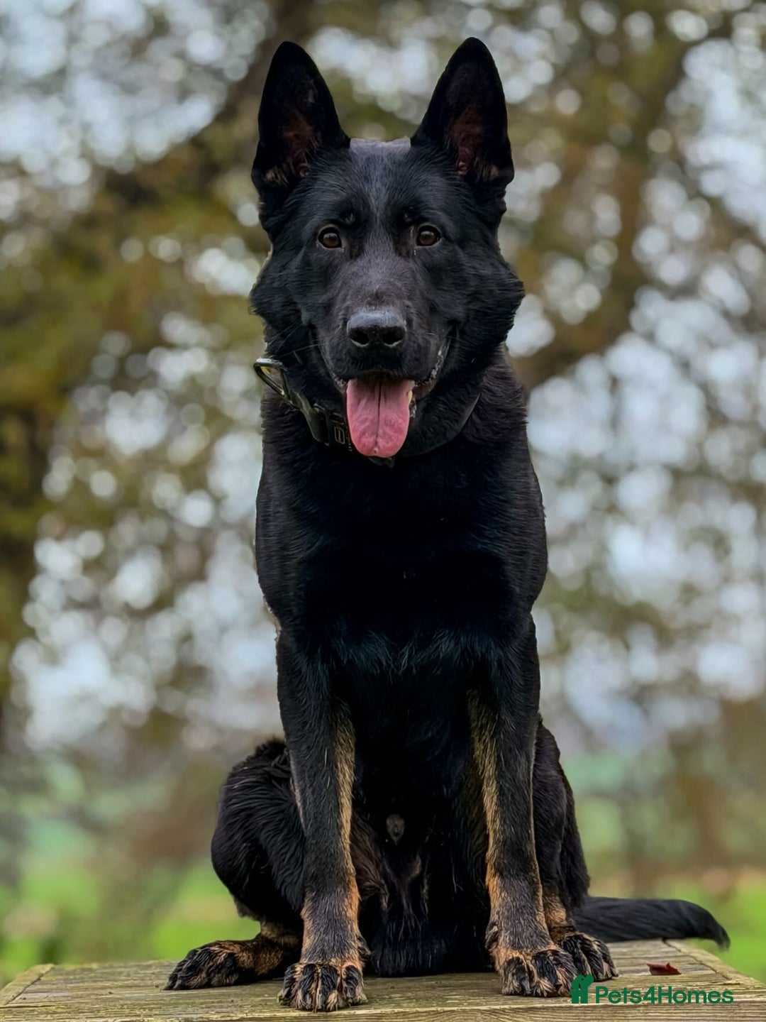 German Shepherd dogs for sale: ELITE WORKING LINE PEDIGREE  - Advert 2