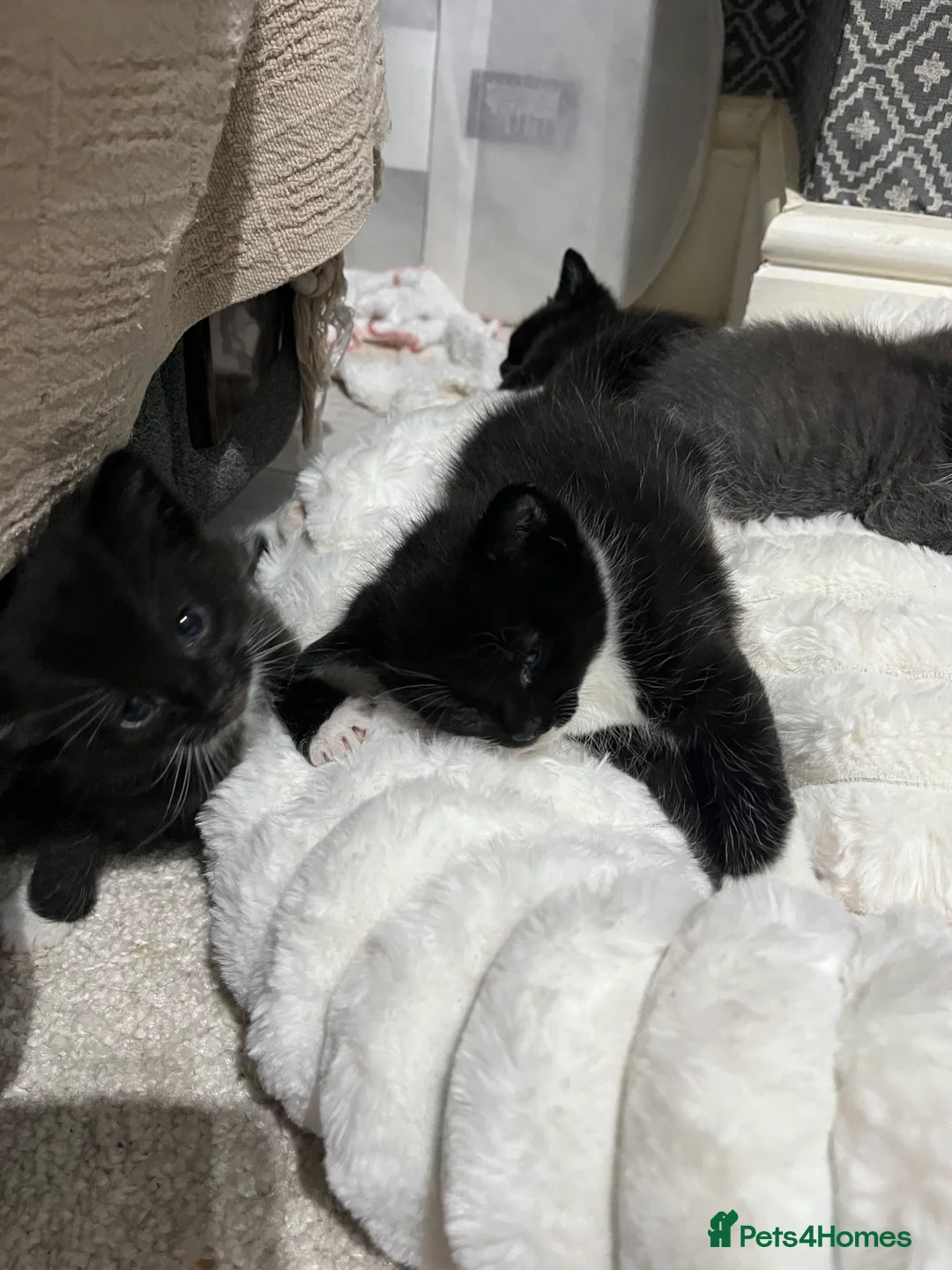 British Shorthair cats for sale: Mix of Persian and domestic short hair kittens - Advert 7