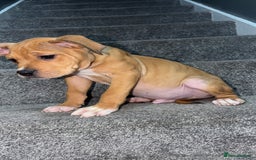 Mixed Breed dogs for sale: Alpha blue bulldog  ** tiff - Image 4