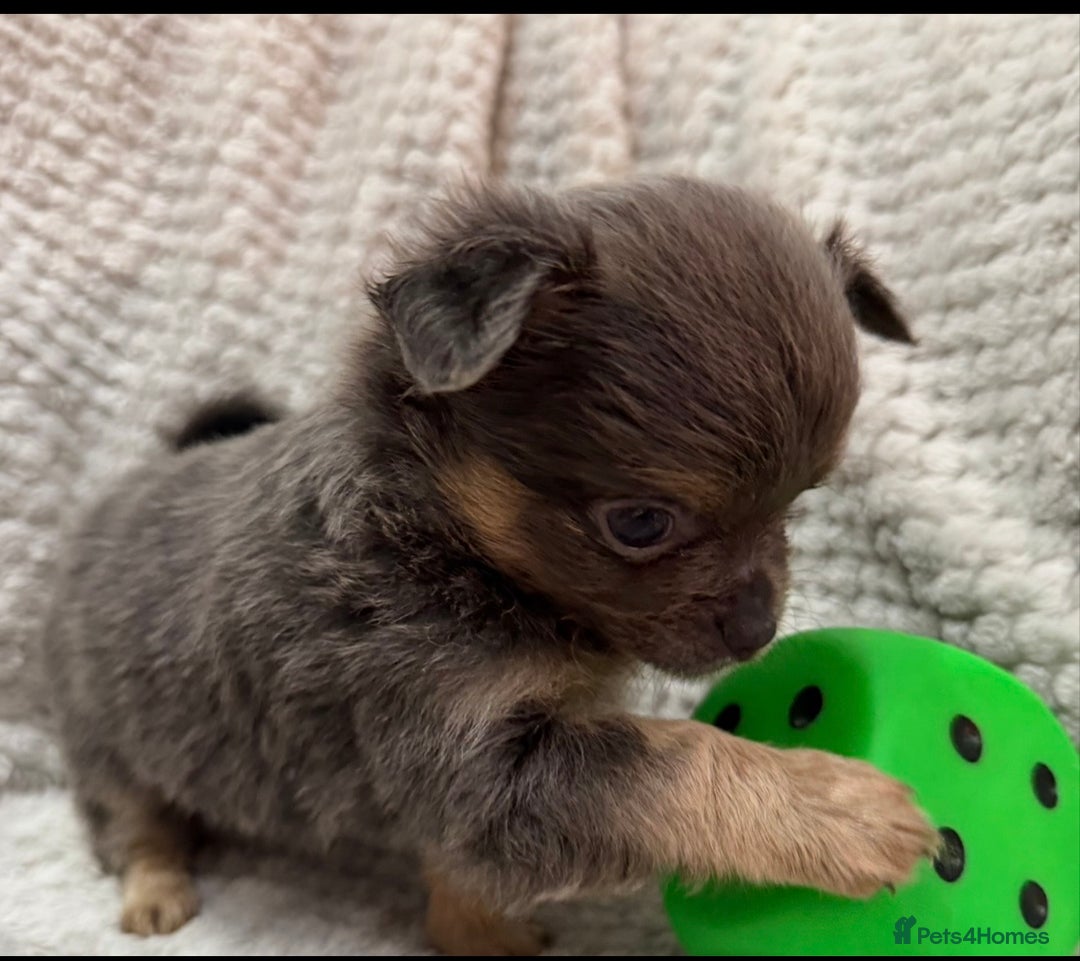 Chihuahua dogs for sale: Female Rare blue tan LC and black tri colour  - Advert 5