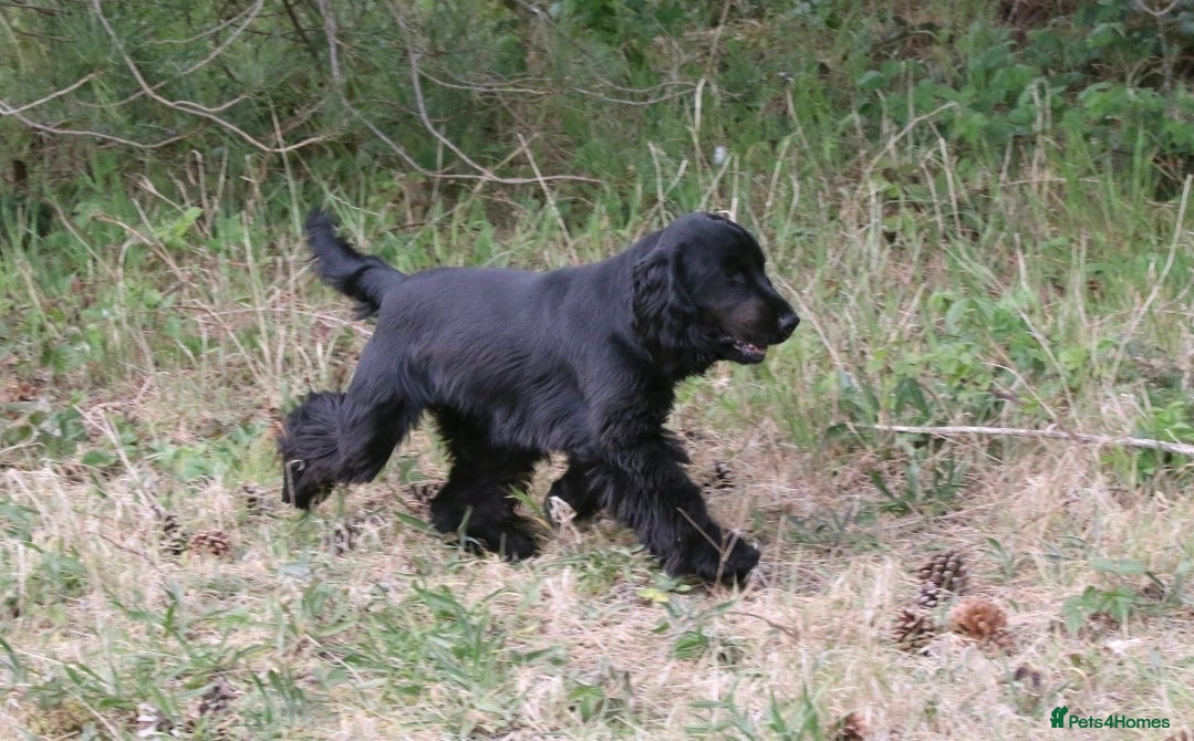 Cocker Spaniel dogs Very beautiful rizi bizi breeding young bitch - Advert 1