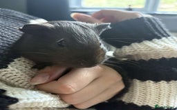Guinea Pig rodents for sale: female guinea pig  - Image 3