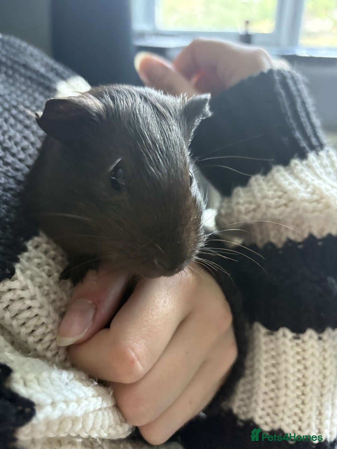 Guinea Pig rodents for sale: female guinea pig  - Image 3