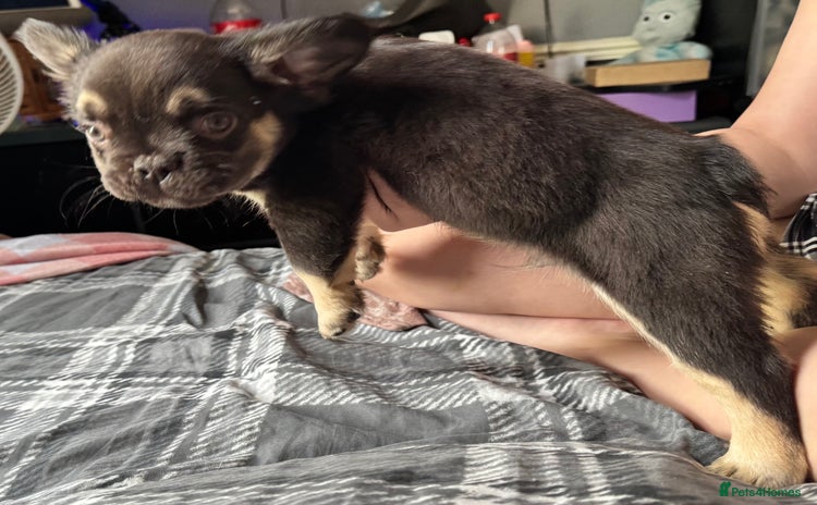 French Bulldog dogs - Advert 4