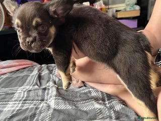 French Bulldog dogs - Advert 4