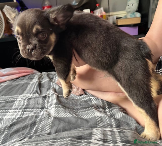 French Bulldog dogs - Advert 4