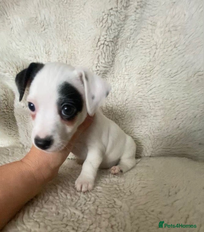 Jack Russell dogs Wenlock Jack Russell Rare Colour DNA Health Clear - Advert 1