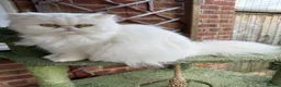 Persian cats for sale: White Persian female looking for a loving home - Advert 3