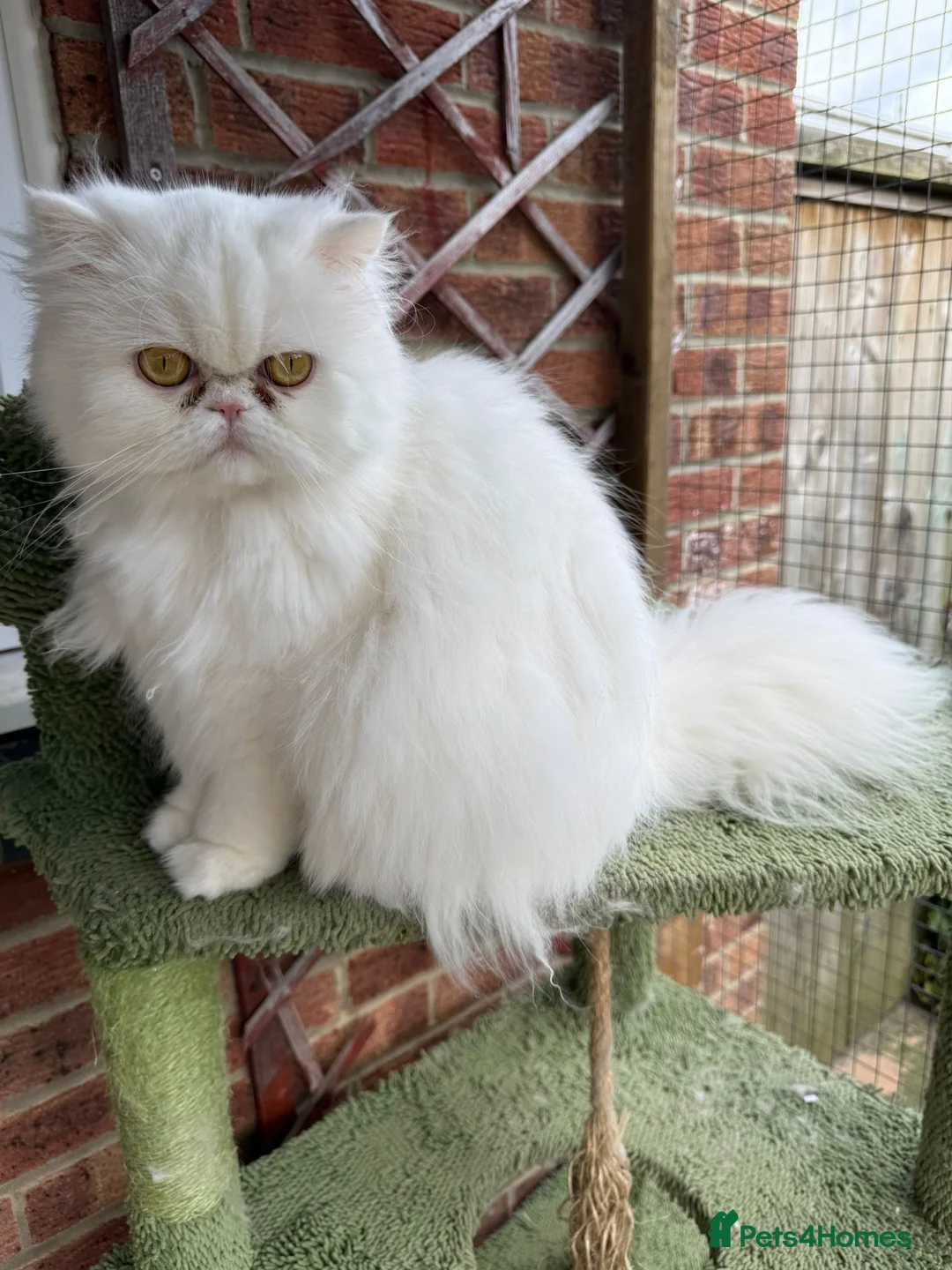 Persian cats for sale: White Persian female looking for a loving home - Advert 3