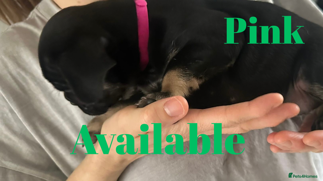 French Bulldog dogs for sale: FRENCH BULLDOG PUPPIES , THOROUGHBRED  - Image 7