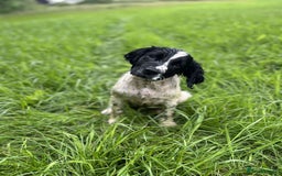 English Springer Spaniel dogs for sale: Male springer gundog prospect  - Image 2