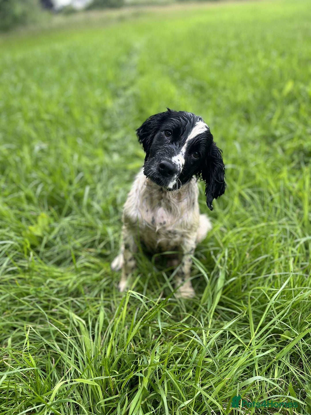 English Springer Spaniel dogs for sale: Male springer gundog prospect  - Image 2