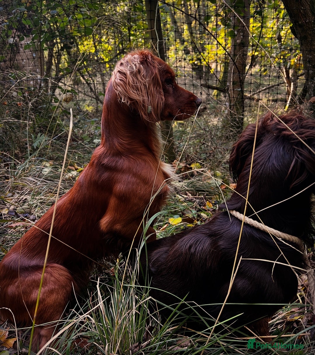 Cocker Spaniel dogs for stud: Health tested. Carries tan. KC reg.  in Blandford Forum - Advert 9
