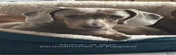 Miniature Dachshund dogs for sale: Litter of Miniature Dachshund Puppies in Doncaster - Advert 5