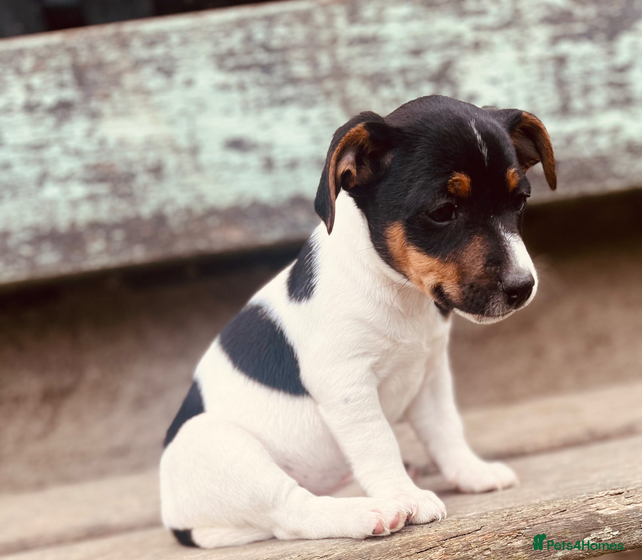 Jack Russell dogs Jack Russell Puppies for sale - Advert 1