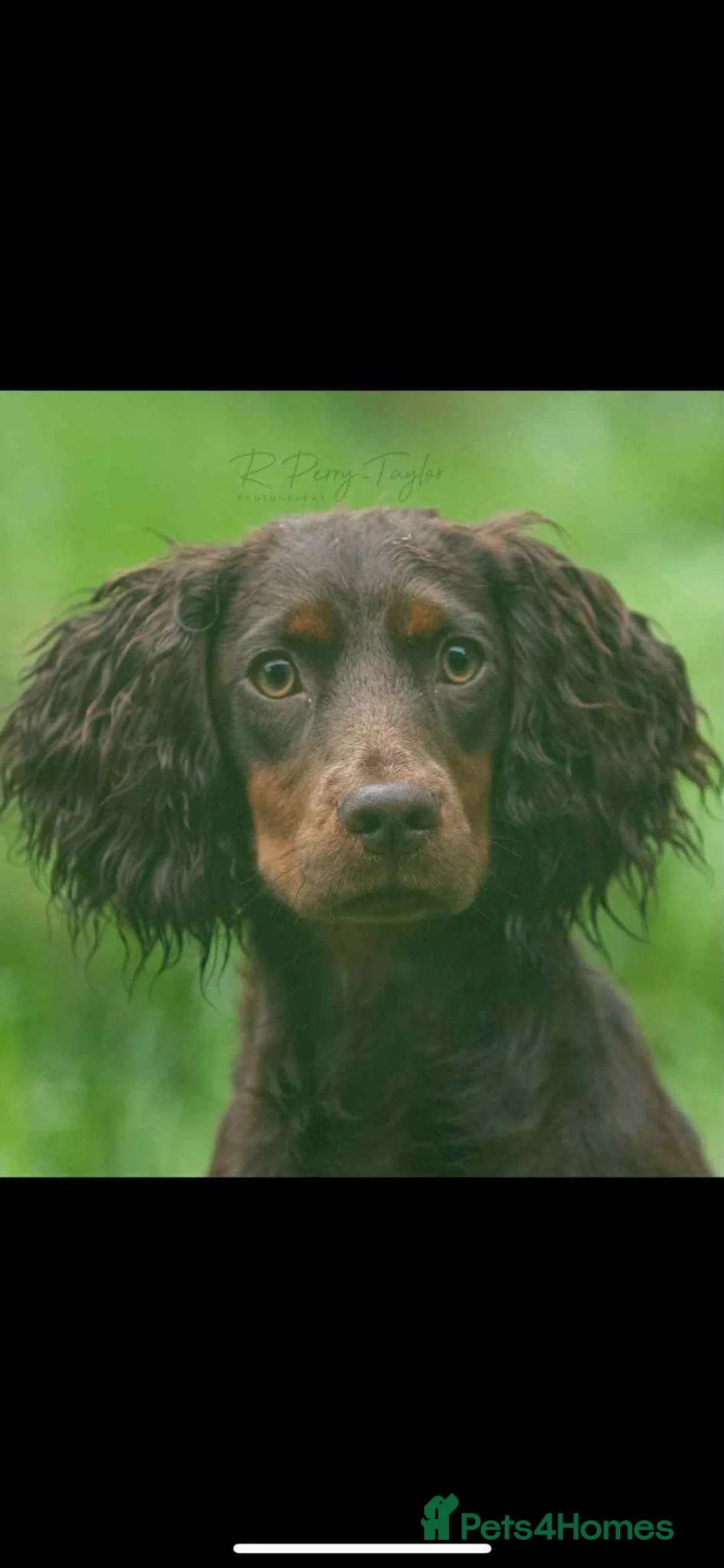 Mixed Breed dogs for sale: F1b Cocker Tzu Puppies - Advert 13