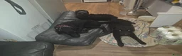 Mixed Breed dogs for sale: Patterjacks parson terrier x patterdale - Advert 5