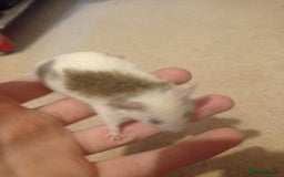 Mouse rodents for sale: Baby African Soft Fur mice - Image 10