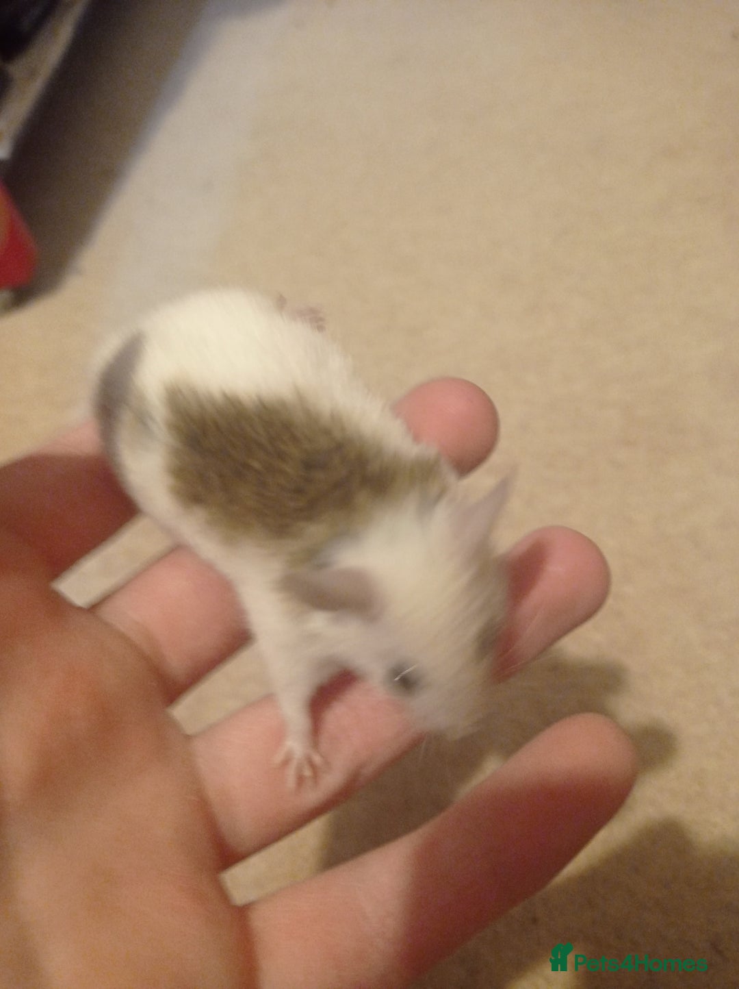 Mouse rodents for sale: Baby African Soft Fur mice - Image 10