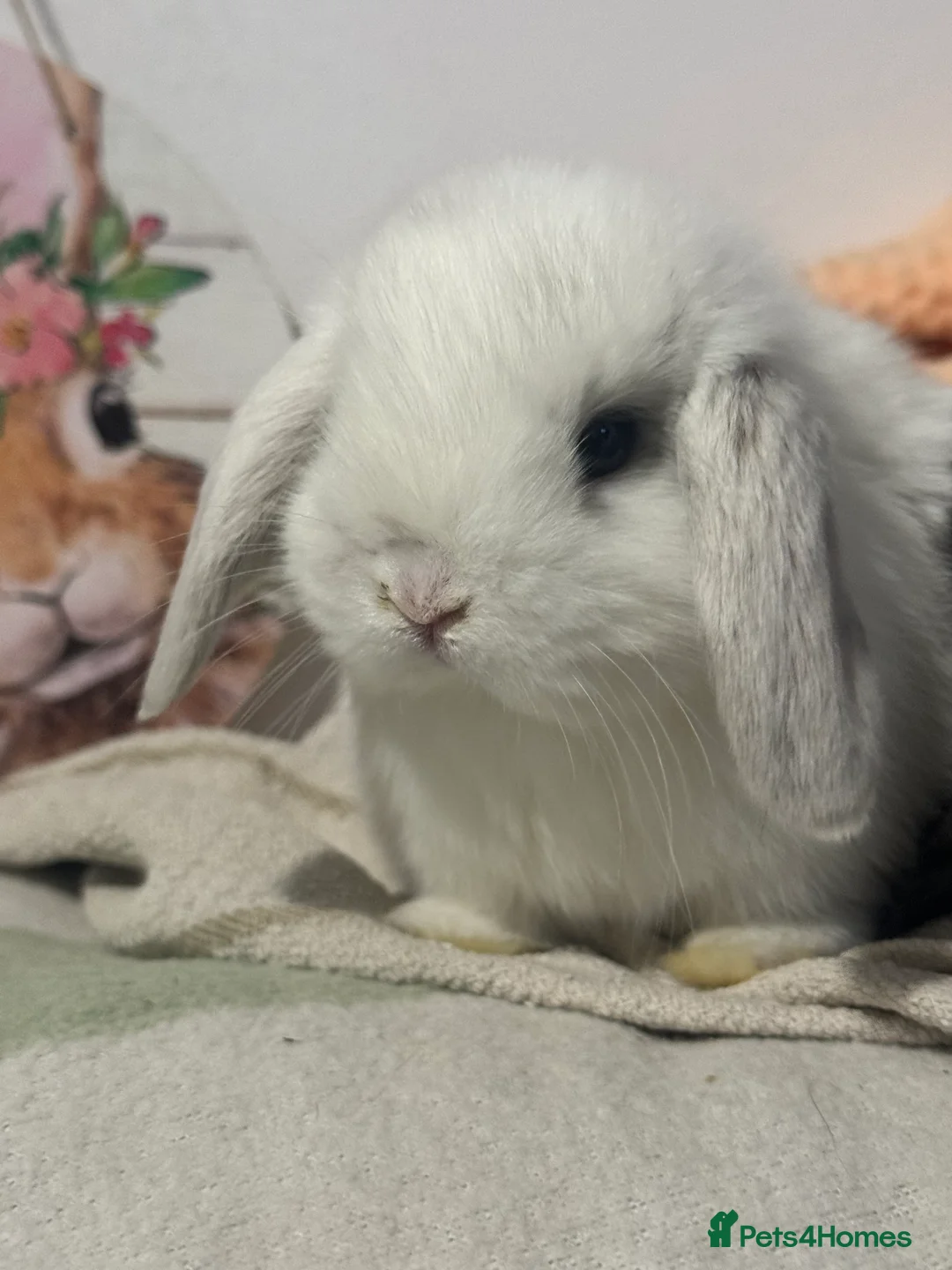 Mini Lop rabbits for sale: Gorgeous mini lop & lion lop babies  - Advert 13