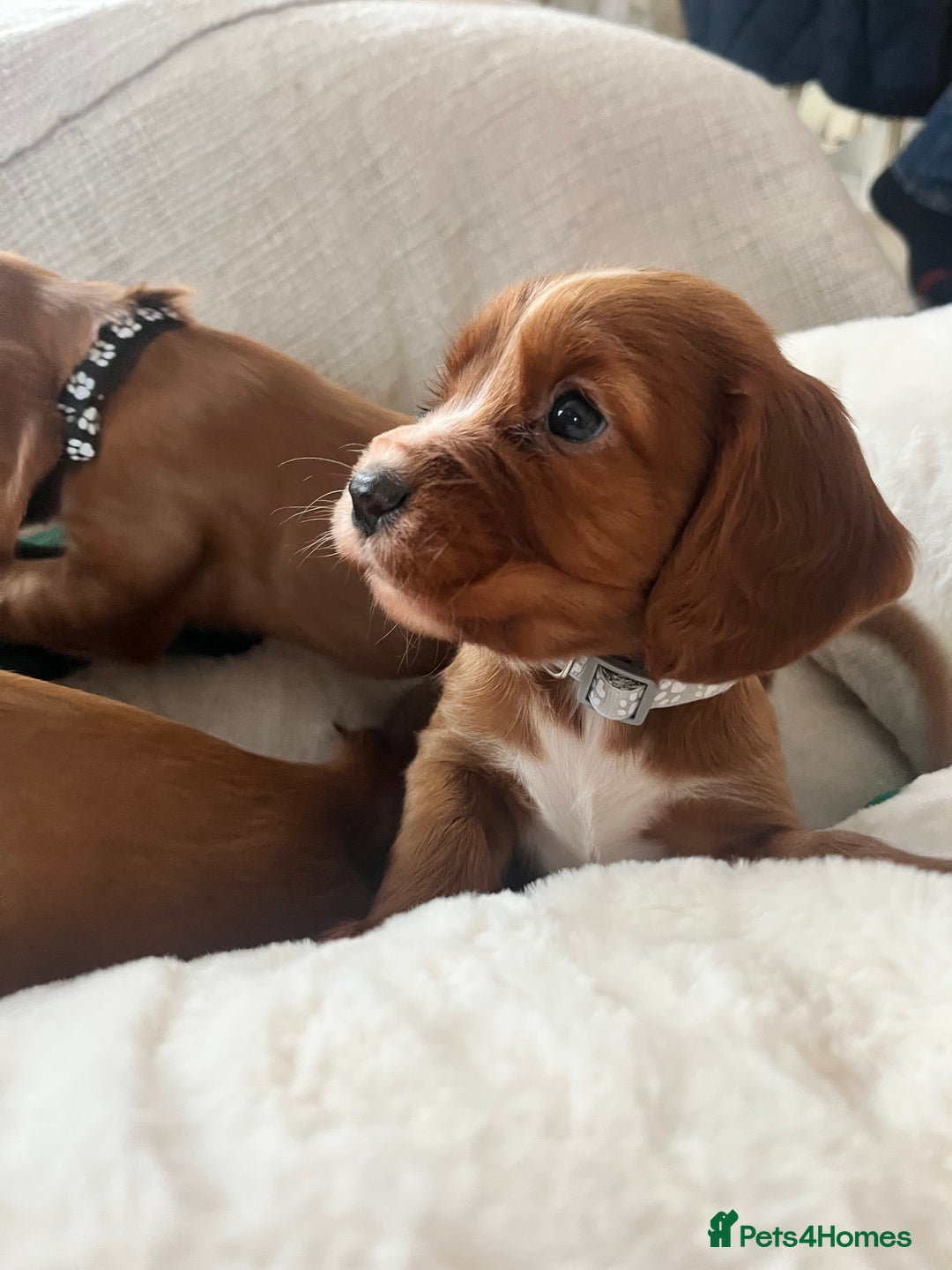 Cocker Spaniel dogs for sale: fox red cocker spaniels health tested  - Advert 20