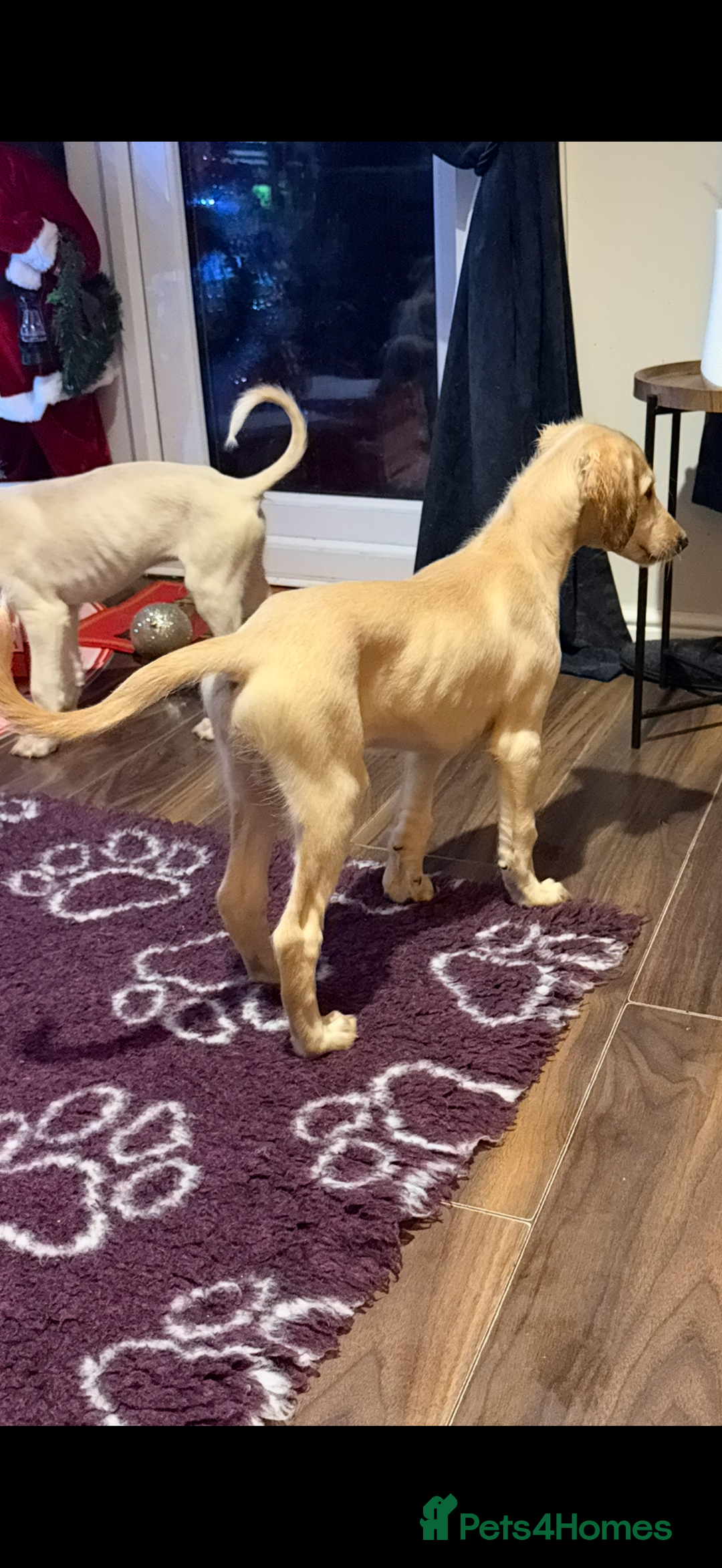 Saluki dogs for sale: Saluki 2 big boys left reduced £ - Advert 35