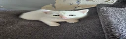 Persian cats for sale: Pure white long hair kittens. - Advert 12