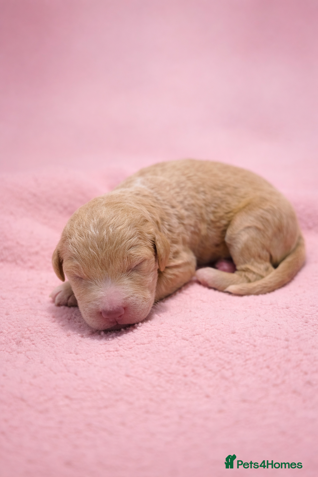 Standard Poodle dogs for sale: Exceptional Standard Poodle Puppies - Advert 22