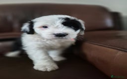 Mixed Breed dogs for sale: Old English Sheepdog puppies  OES X Golden Oldie - Image 19